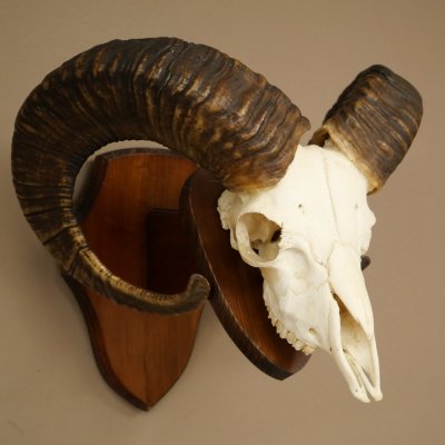 Mufflon (Ovis gmelini musimon) Widder Geweih Schädeltrophäe Hornlänge 67 cm auf Trophäenschild 82.1.137