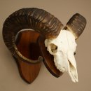 Mufflon (Ovis gmelini musimon) Widder Geweih Schädeltrophäe Hornlänge 67 cm auf Trophäenschild 82.1.137