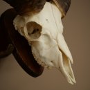 Mufflon (Ovis gmelini musimon) Widder Geweih Schädeltrophäe Hornlänge 67 cm auf Trophäenschild 82.1.137