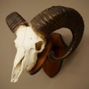 Mufflon (Ovis gmelini musimon) Widder Geweih Schädeltrophäe Hornlänge 67 cm auf Trophäenschild 82.1.137