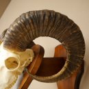 Mufflon (Ovis gmelini musimon) Widder Geweih Schädeltrophäe Hornlänge 67 cm auf Trophäenschild 82.1.137