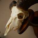 Mufflon (Ovis gmelini musimon) Widder Geweih Schädeltrophäe Hornlänge 67 cm auf Trophäenschild 82.1.137