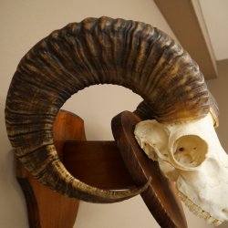 Mufflon (Ovis gmelini musimon) Widder Geweih Schädeltrophäe Hornlänge 67 cm auf Trophäenschild 82.1.137