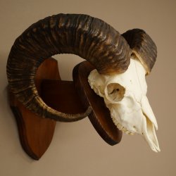 Mufflon (Ovis gmelini musimon) Widder Geweih Schädeltrophäe Hornlänge 67 cm auf Trophäenschild 82.1.137