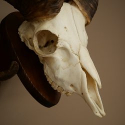 Mufflon (Ovis gmelini musimon) Widder Geweih Schädeltrophäe Hornlänge 67 cm auf Trophäenschild 82.1.137