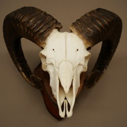 Mufflon (Ovis gmelini musimon) Widder Geweih Schädeltrophäe Hornlänge 67 cm auf Trophäenschild 82.1.137