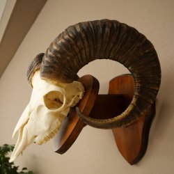 Mufflon (Ovis gmelini musimon) Widder Geweih Schädeltrophäe Hornlänge 67 cm auf Trophäenschild 82.1.137