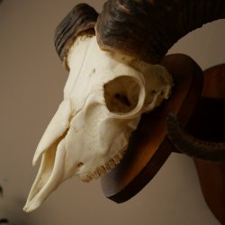 Mufflon (Ovis gmelini musimon) Widder Geweih Schädeltrophäe Hornlänge 67 cm auf Trophäenschild 82.1.137