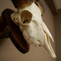 Mufflon (Ovis gmelini musimon) Widder Geweih Schädeltrophäe Hornlänge 67 cm auf Trophäenschild 82.1.137