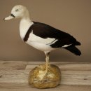 Radjahgans Zuchtvogel mit Ring Vogel Gans Präparat...