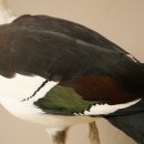 Radjahgans Zuchtvogel mit Ring Vogel Gans Präparat präpariert Ganzpräparat Deko frei handelbar
