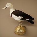 Radjahgans Zuchtvogel mit Ring Vogel Gans Präparat präpariert Ganzpräparat Deko frei handelbar