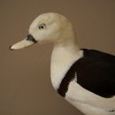 Radjahgans Zuchtvogel mit Ring Vogel Gans Präparat präpariert Ganzpräparat Deko frei handelbar
