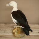 Radjahgans Zuchtvogel mit Ring Vogel Gans Präparat präpariert Ganzpräparat Deko frei handelbar