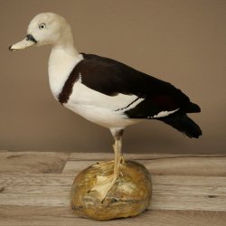 Radjahgans Zuchtvogel mit Ring Vogel Gans Präparat präpariert Ganzpräparat Deko frei handelbar