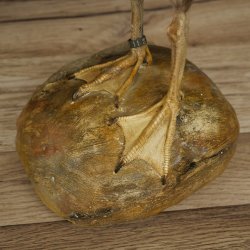 Radjahgans Zuchtvogel mit Ring Vogel Gans Präparat präpariert Ganzpräparat Deko frei handelbar