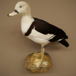 Radjahgans Zuchtvogel mit Ring Vogel Gans Präparat präpariert Ganzpräparat Deko frei handelbar