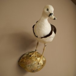 Radjahgans Zuchtvogel mit Ring Vogel Gans Präparat präpariert Ganzpräparat Deko frei handelbar