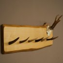 Geweih Garderobe mit 7 Hirschspitzen Haken auf Holzbrett Rehgeweih Wandgarderobe Unikat 27.8.124