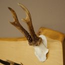 Geweih Garderobe mit 7 Hirschspitzen Haken auf Holzbrett Rehgeweih Wandgarderobe Unikat 27.8.124