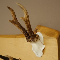 Geweih Garderobe mit 7 Hirschspitzen Haken auf Holzbrett Rehgeweih Wandgarderobe Unikat 27.8.124
