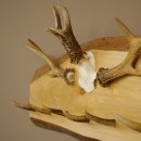Geweih Garderobe mit 7 Hirschspitzen 2 Bockstangen Haken auf Holzbrett Rehgeweih Wandgarderobe Unikat 27.8.125