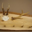 Geweih Garderobe mit 7 Hirschspitzen 2 Bockstangen Haken auf Holzbrett Rehgeweih Wandgarderobe Unikat 27.8.125