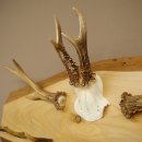 Geweih Garderobe mit 7 Hirschspitzen 2 Bockstangen Haken auf Holzbrett Rehgeweih Wandgarderobe Unikat 27.8.125