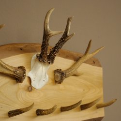 Geweih Garderobe mit 7 Hirschspitzen 2 Bockstangen Haken auf Holzbrett Rehgeweih Wandgarderobe Unikat 27.8.125