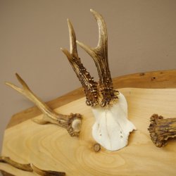 Geweih Garderobe mit 7 Hirschspitzen 2 Bockstangen Haken auf Holzbrett Rehgeweih Wandgarderobe Unikat 27.8.125