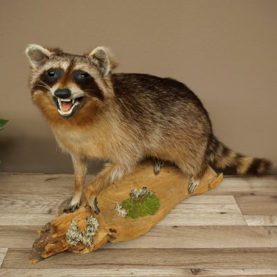 Waschbär Präparat auf Holzstamm offene Schnauze mit echten Zähnen 89.9.32