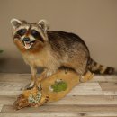 Waschbär Präparat auf Holzstamm offene Schnauze mit echten Zähnen 89.9.32