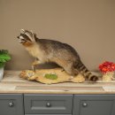 Waschbär Präparat auf Holzstamm offene Schnauze mit echten Zähnen 89.9.32