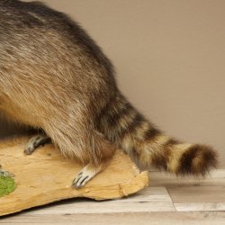 Waschbär Präparat auf Holzstamm offene Schnauze mit echten Zähnen 89.9.32