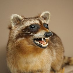 Waschbär Präparat auf Holzstamm offene Schnauze mit echten Zähnen 89.9.32