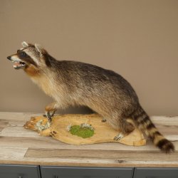 Waschbär Präparat auf Holzstamm offene Schnauze mit echten Zähnen 89.9.32