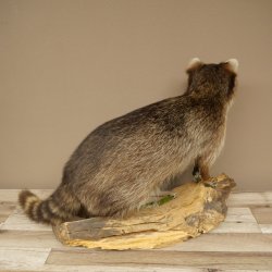 Waschbär Präparat auf Holzstamm offene Schnauze mit echten Zähnen 89.9.32