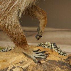 Waschbär Präparat auf Holzstamm offene Schnauze mit echten Zähnen 89.9.32
