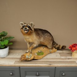 Waschbär Präparat auf Holzstamm offene Schnauze mit echten Zähnen 89.9.32