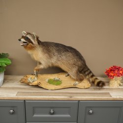 Waschbär Präparat auf Holzstamm offene Schnauze mit echten Zähnen 89.9.32