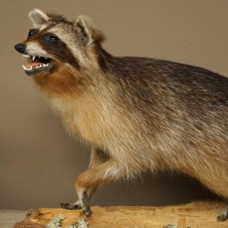 Waschbär Präparat auf Holzstamm offene Schnauze mit echten Zähnen 89.9.32