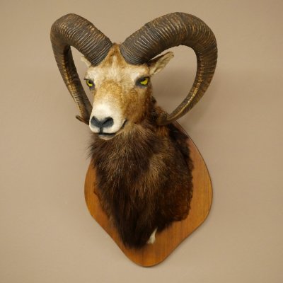 Mufflon (Ovis gmelini musimon) Präparat HL 76 cm Kopf Schulter Haupt auf Trophäenschild 85.12.97