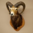 Mufflon (Ovis gmelini musimon) Präparat HL 76 cm Kopf Schulter Haupt auf Trophäenschild 85.12.97