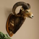 Mufflon (Ovis gmelini musimon) Präparat HL 76 cm Kopf Schulter Haupt auf Trophäenschild 85.12.97