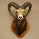 Mufflon (Ovis gmelini musimon) Präparat HL 76 cm Kopf Schulter Haupt auf Trophäenschild 85.12.97