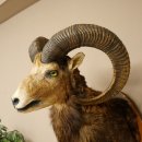 Mufflon (Ovis gmelini musimon) Präparat HL 76 cm Kopf Schulter Haupt auf Trophäenschild 85.12.97