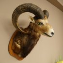 Mufflon (Ovis gmelini musimon) Präparat HL 76 cm Kopf Schulter Haupt auf Trophäenschild 85.12.97