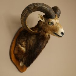 Mufflon (Ovis gmelini musimon) Präparat HL 76 cm Kopf Schulter Haupt auf Trophäenschild 85.12.97