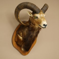 Mufflon (Ovis gmelini musimon) Präparat HL 76 cm Kopf Schulter Haupt auf Trophäenschild 85.12.97