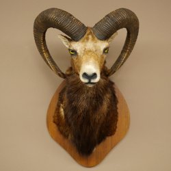 Mufflon (Ovis gmelini musimon) Präparat HL 76 cm Kopf Schulter Haupt auf Trophäenschild 85.12.97